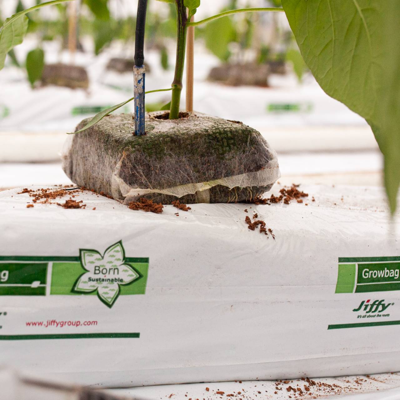 Jiffy Growblock